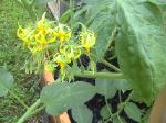 Plum Tomatoes - 2010-06-30