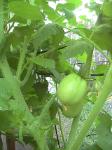 Plum Tomatoes - 2010-06-30