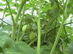 Plum Tomatoes - 2010-06-30