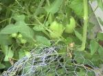 Plum Tomatoes - 2010-08-03
