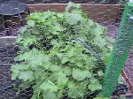 Turnips - 2010-06-04